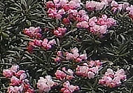 YAKUSHIMA Rhododendron