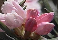 YAKUSHIMA Rhododendron