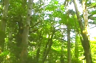 Forest of Hanayama