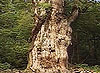 JHOMONSUGI is called 7200 the age of a tree.
