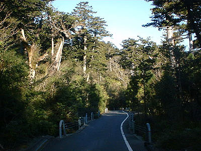 Road that leads to Yakusugi land