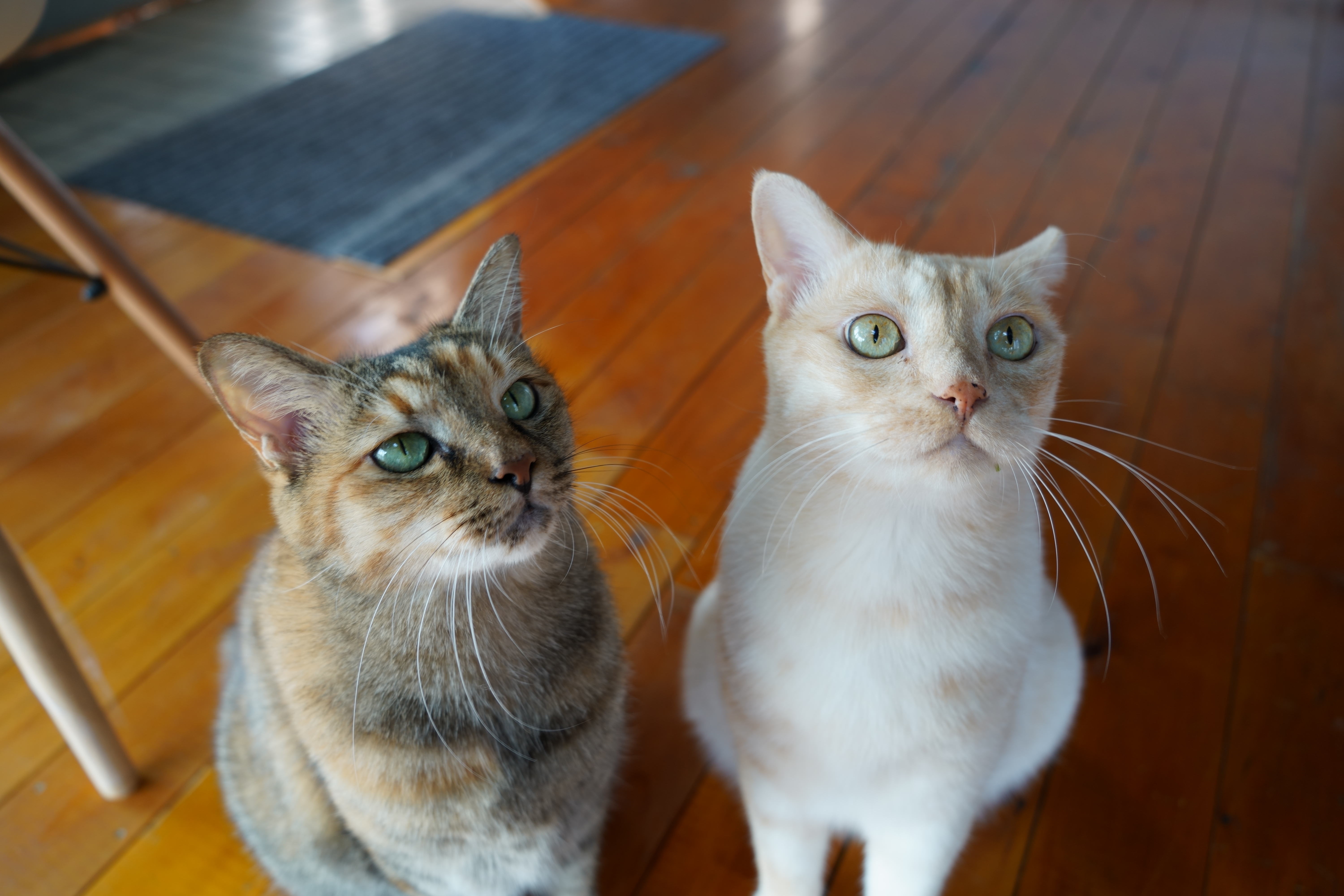 マスコット猫紹介